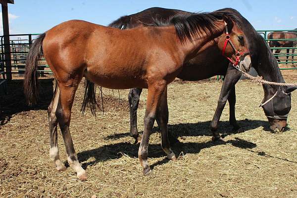 Flashy Iberian Sport Horse Colt