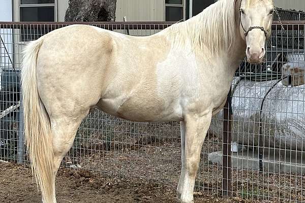 Classic Cream Champagne Tobiano Stallion