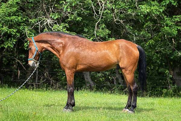 All-Around Morgan Cross Gelding