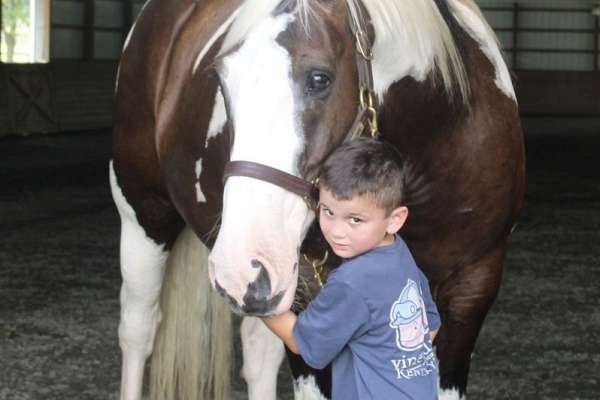 Gorgeous Paint Draft Gelding That’S Safe for Everyone