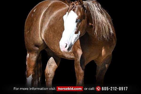 Jigsaw - Jaw Dropping Stunning 6 Yr Old Sorrel AQHA APHA Gelding.