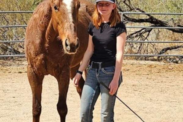 3 Year Old Appendix Mare