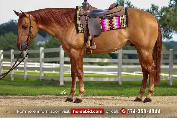 Huey - Finished Reiner & Ranch Riding Horse 6 yo Red Dun AQHA Gelding!
