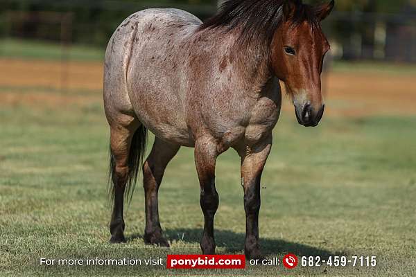 Dually - Super Cute 8 Yr Old Bay Roan Pony Gelding!