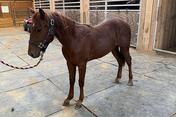 Doc Bar Bred Colt 