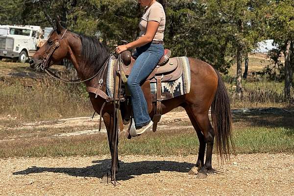 Gentle Riding Gentle Gaited Pony Gelding Broke to Ride - Bean