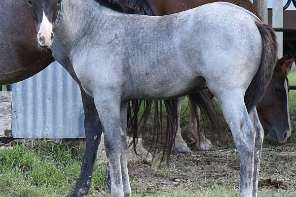 Blue Roan Son of Cat Smart Boonsmal