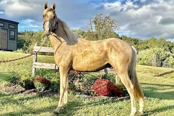 Small Racking Horses Finley - Racking Horse Gelding