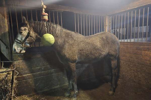 5 Year Azteka