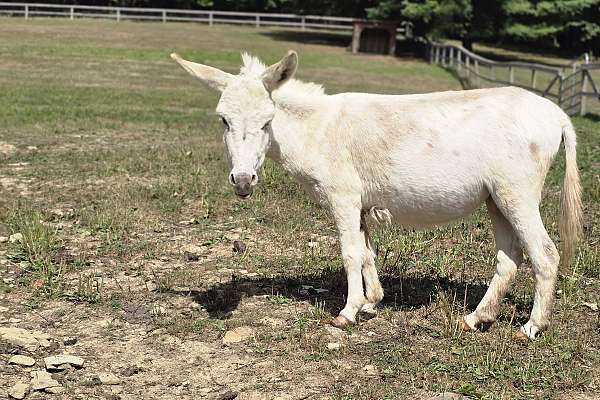 White Jenny Donkey