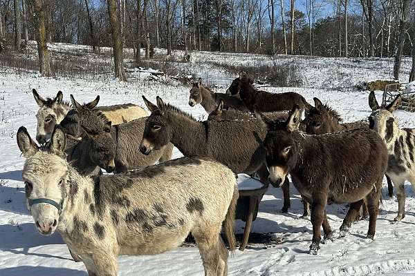 Donkey Roster Team of Miniature Donkeys, Pairs, Paint Bred Jennies, Gentle