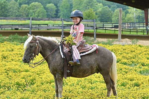 Polo- All Around Silver Dappled Pony Perfect for Any Child!