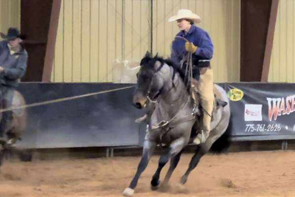 Team Roping Horse - Finn