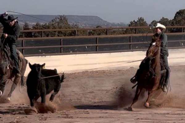 Professional Roping Horses Team Roping Horse - Sundance