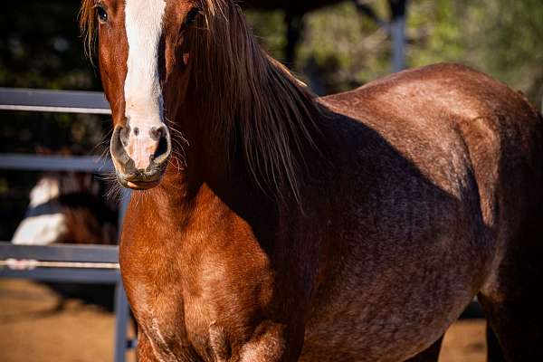 PRE Mare Chestnut With Rabicano Gen + Foal With Pearl Gen + Rabicano in Bay
