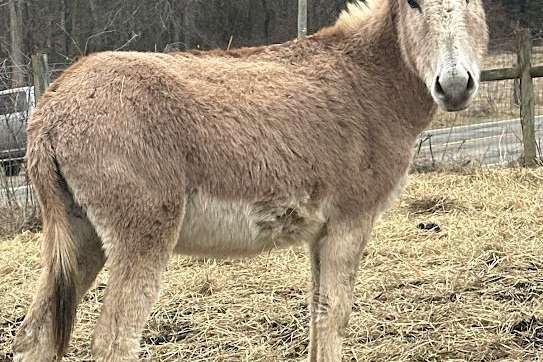 Beautiful Red Roan Standard Jenny Donkey