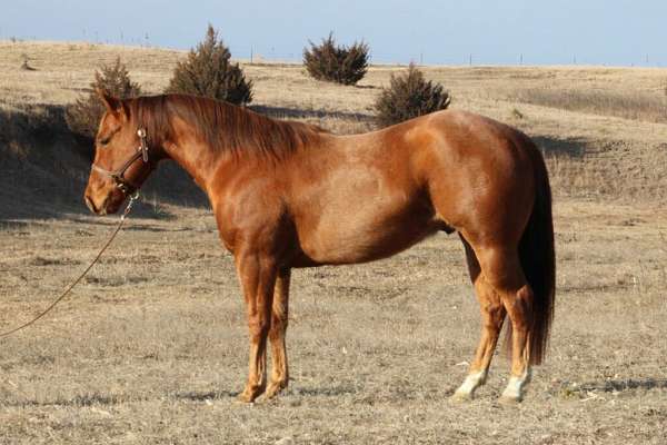 Show Me Ur Gunz – 2021 AQHA Red Roan Gelding