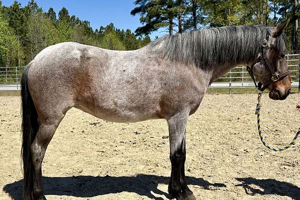 Bay Roan Pony