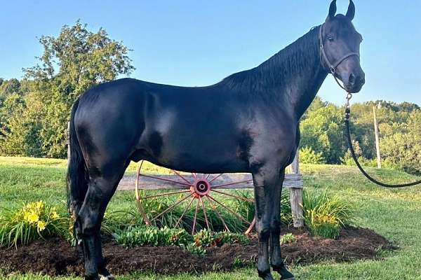 Small Racking Horses Racking Horse Gelding
