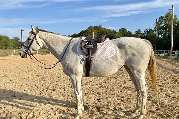 Channel Cat Stallion Chanel