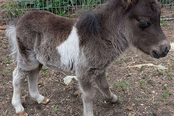 Registered Mini Colt (..Sold..)