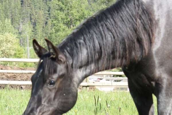Blue Roan Azteca