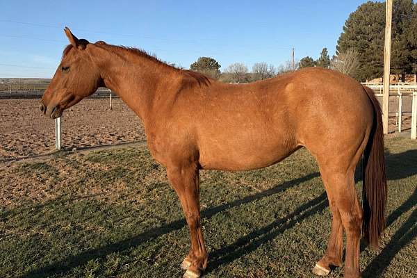 Lqh Shiny Rey Breezy – 2023 AQHA Red Dun Mare | 15 Hands | Dual Rey / Shine