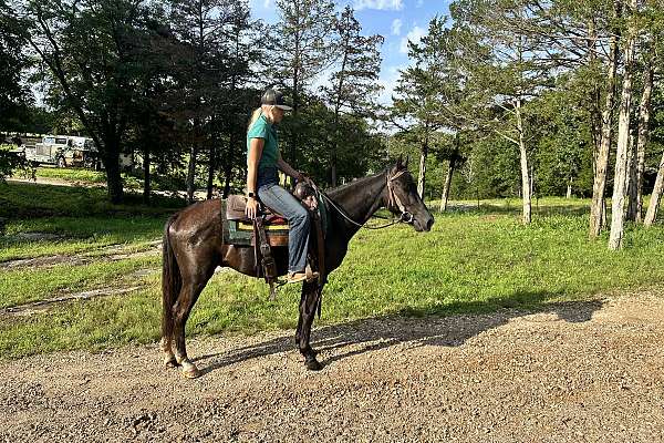 Gentle Riding Black Gaited Gelding Gentle Broke to Ride - Onxy