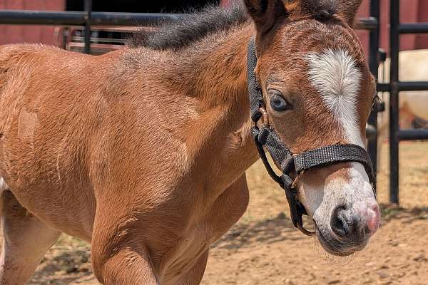 Pony Filly (..Sold..)