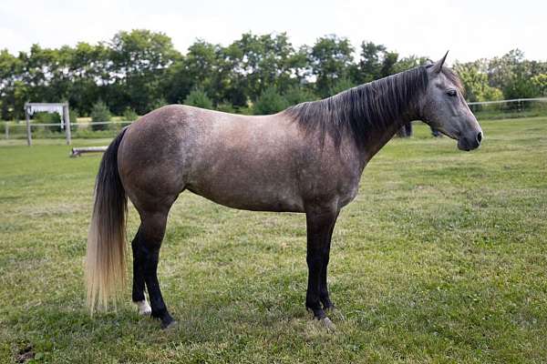 6yo Grey Mare
