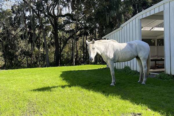 Horse Boarding