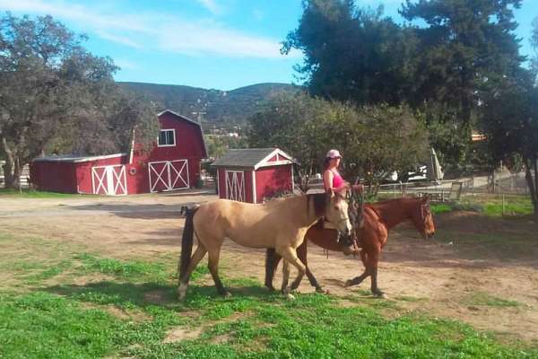 Pasture Boarding