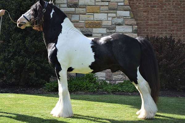 Black & White Tobiano Gypsy Vanner Stallion at Stud 15hh Triple Registered!