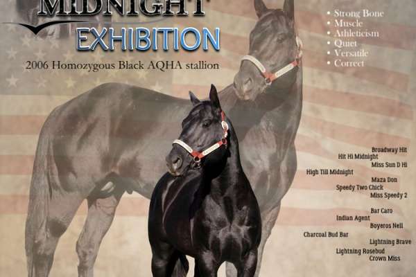 Homozygous Black Ranch/Rope/Rodeo Stallion