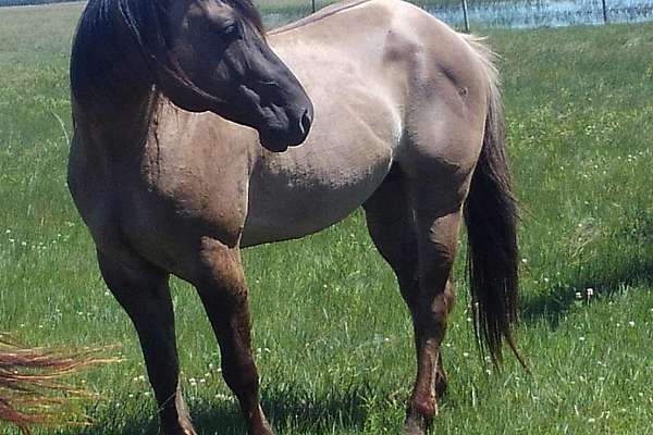 Grulla foundation stud