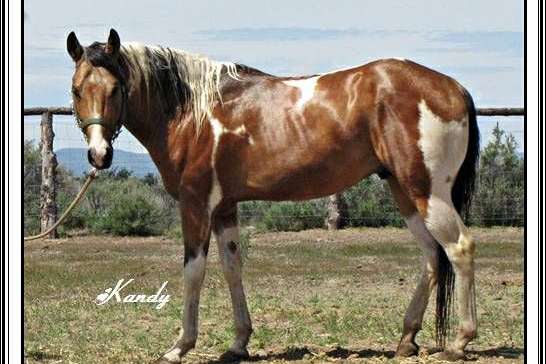 APHA Buckskin Tobiano Stallion Standing At Stud 6-Panel N/N 2021