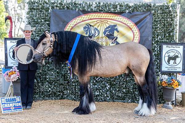 Buckskin Gypsy Vanner Stallion. High National Champion Performance Horse.