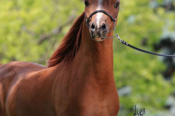 AMHR/ASPC Stallion Standing at Stud