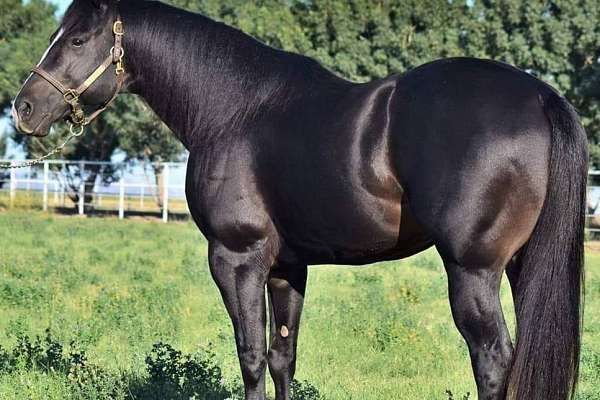 AQHA Stallion Dash Ta FameDash For Cash Mito Paint Lanes Leinster