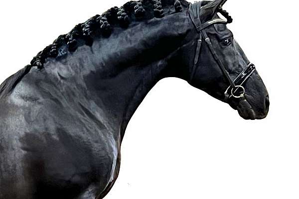 新品！　Ancellm FADING HORSE SS(BLACK) english-andalusian-horse.jpg