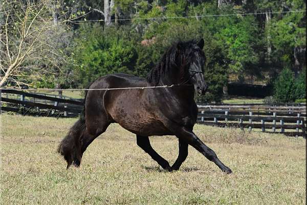 BLACK PRE Pure Spanish Breathtaking, Baroque Andalusian