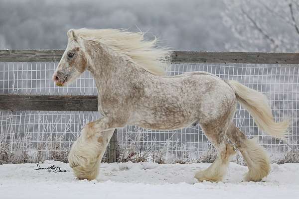 Rare Imported Palomino Spotted Stallion at Stud
