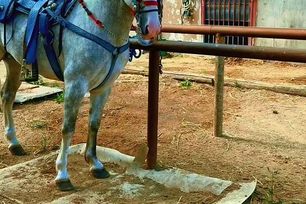 7years and 6 months old Aztec gelding dancing horse