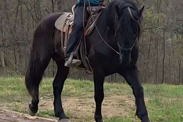 Percheron At Stud