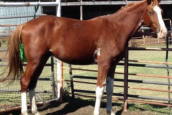 Arab- Curly Sporthorse. Super Athletic, Crabet/Polish/ Damel Bloodlines.