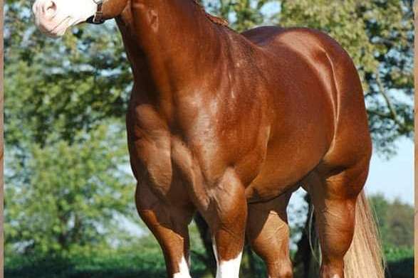 halter horse on steroids