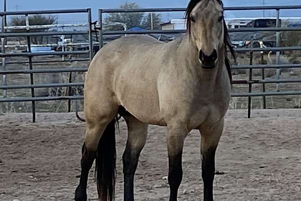 AQHA/APHA reg Buckskin Jesse Collins/Tivio bred