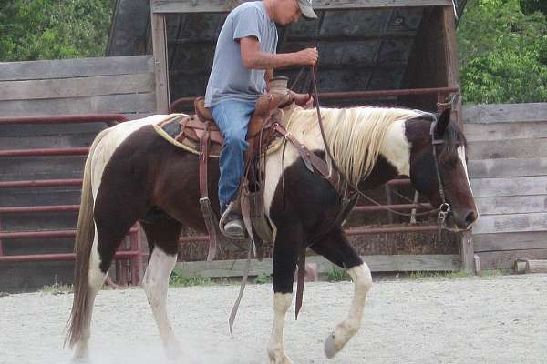 PDR Romeos Tru Rolex homozygous for tobiano and black