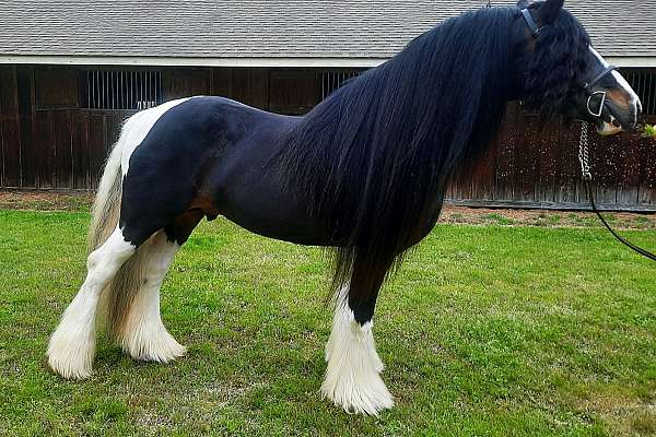 Phenomenal bloodline* Homozygous Black, Homozygous Tobiano* 15Hands