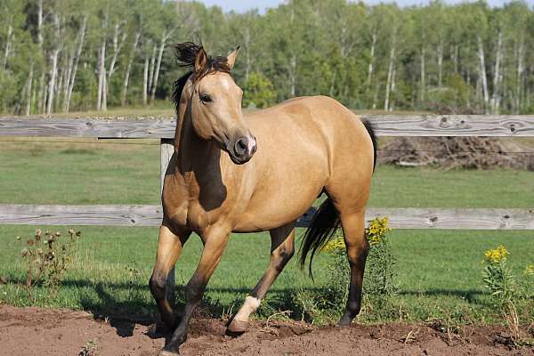 Spark Dun It Right 2020 AQHA Buckskin Stallion standing at stud near Duluth